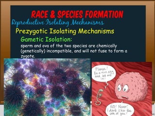 Race & Species Formation
Reproductive Isolating Mechanisms
Prezygotic Isolating Mechanisms
Gametic Isolation:
sperm and ova of the two species are chemically
(genetically) incompatible, and will not fuse to form a
zygote.
48cces2015
 