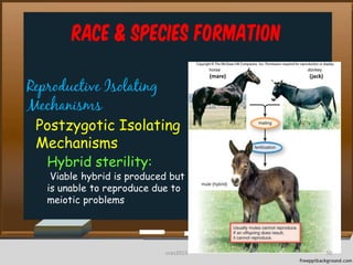 Race & Species Formation
Reproductive Isolating
Mechanisms
Postzygotic Isolating
Mechanisms
Hybrid sterility:
Viable hybrid is produced but
is unable to reproduce due to
meiotic problems
(mare) (jack)
50cces2015
 