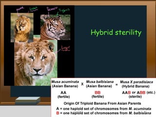 Hybrid sterility
51cces2015
 