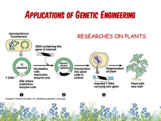 Applications of Genetic Engineering
RESEARCHES ON PLANTS
23cces2015
 