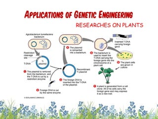 Applications of Genetic Engineering
RESEARCHES ON PLANTS
24cces2015
 