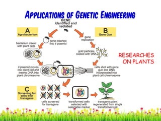 Applications of Genetic Engineering
RESEARCHES
ON PLANTS
25cces2015
 