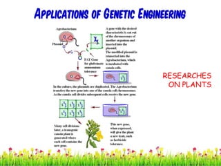 Applications of Genetic Engineering
RESEARCHES
ON PLANTS
26cces2015
 