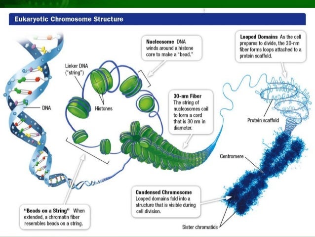 General The Chromosomal Basics of Heredity