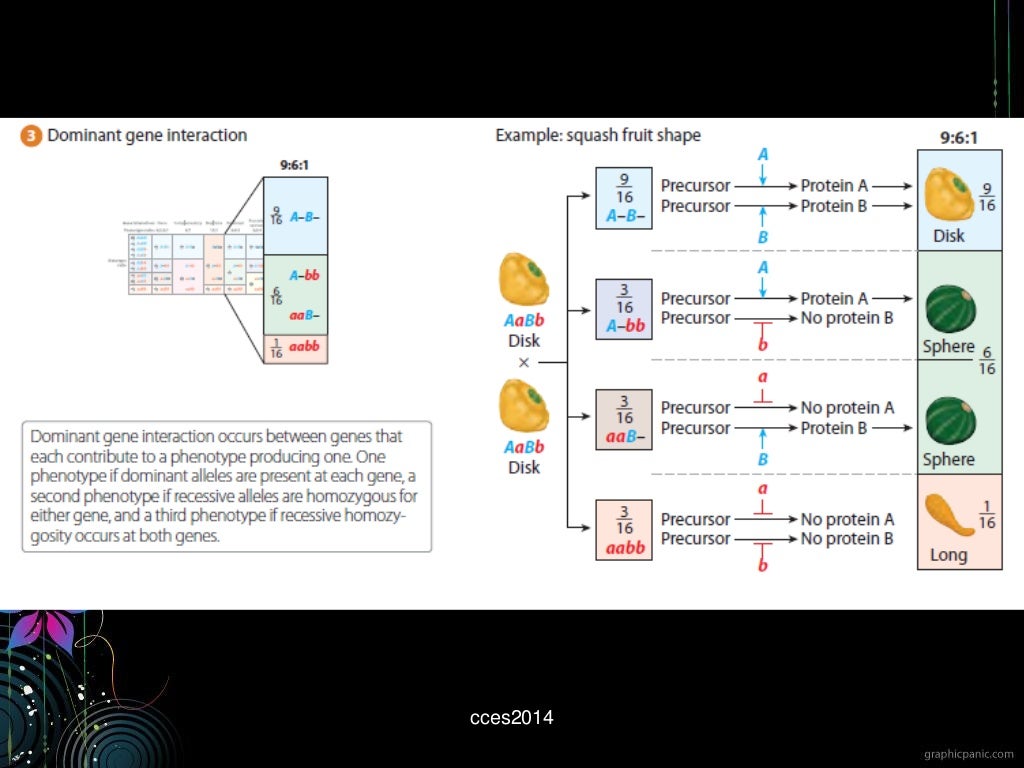 General Genetics: Gene Segregation and Integration (Part 2)