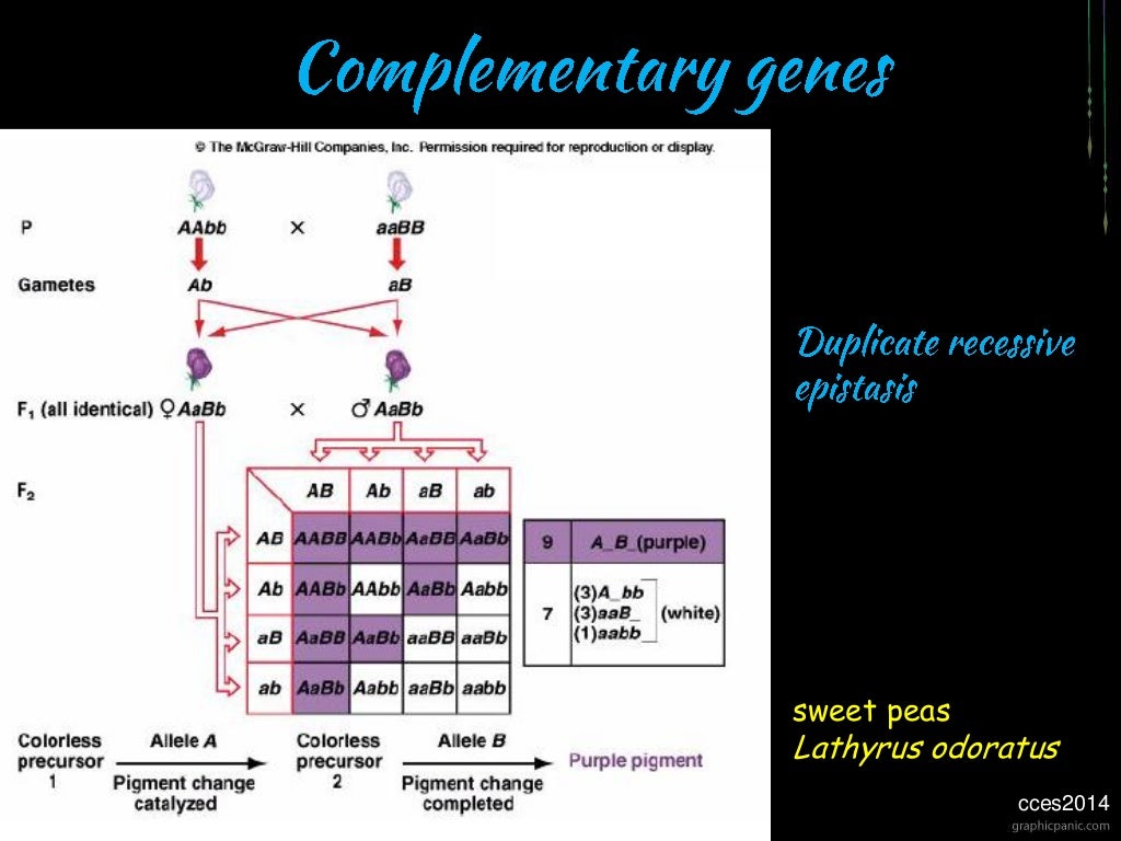 General genetics gene segregation and integration part 2 