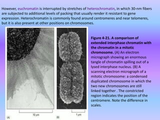 Bio108 Cell Biology lec 4 The Complexity of Eukaryotic Genomes | PPTX