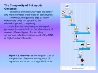 The Complexity of Eukaryotic
Genomes
-genomes of most eukaryotes are larger
and more complex than those of prokaryotes
- However, the genome size of many
eukaryotes does not appear to be
related to genetic complexity.
- Much of the complexity of eukaryotic
genomes thus results from the abundance of
several different types of noncoding
sequences, which constitute most of the DNA
of higher eukaryotic cells.
Figure 4.1. Genome size The range of sizes of
the genomes of representative groups of
organisms are shown on a logarithmic scale.
 