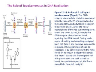 Bio108 Cell Biology lec 5 DNA REPLICATION, REPAIR and RECOMBINATION | PPTX