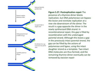 Bio108 Cell Biology lec 5 DNA REPLICATION, REPAIR and RECOMBINATION | PPTX