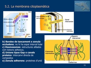 5.2. La membrana citoplasmàtica b) Bandes de tancament o zonula occludens : no hi ha espai intercel·lular c) Desmosomes : estructures aïllades com botons adhesius. d) Unions tipus Gap o canals proteics : intercanvi directa de compostos e) Zonula adherens : proteïnes d’unió   