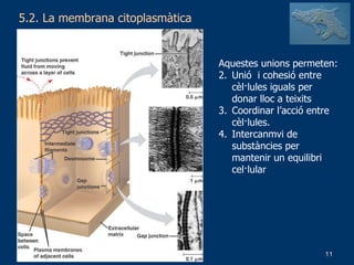 5.2. La membrana citoplasmàtica Aquestes unions permeten: Unió  i cohesió entre cèl·lules iguals per donar lloc a teixits Coordinar l’acció entre cèl·lules. Intercanmvi de substàncies per mantenir un equilibri cel·lular 