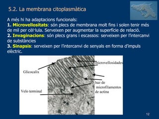 5.2. La membrana citoplasmàtica A més hi ha adaptacions funcionals: 1.  Microvellositats : són plecs de membrana molt fins i solen tenir més de mil per cèl·lula. Serveixen per augmentar la superfície de relació. 2.  Invaginacions : són plecs grans i escassos: serveixen per l’intercanvi de substàncies 3.  Sinapsis : serveixen per l’intercanvi de senyals en forma d’impuls elèctric. 