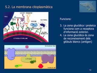5.2. La membrana citoplasmàtica Funcions: La zona glucídica i proteica funciona com a receptora d’informació exterior. La zona glucídica és zona de reconeixement dels glòbuls blancs (antígen) 