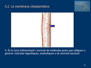 5.2. La membrana citoplasmàtica 5. És la zona d’alimentació i excreció de molècules grans que obliguen a generar vesícules fagocítiques, endocítiques o de excreció-secreció 