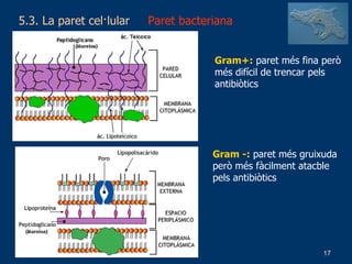 5.3. La paret cel·lular  Paret bacteriana Gram+:  paret més fina però més difícil de trencar pels antibiòtics Gram -:  paret més gruixuda però més fàcilment atacble pels antibiòtics 