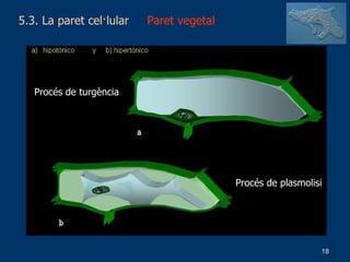 5.3. La paret cel·lular  Paret vegetal Procés de turgència Procés de plasmolisi 
