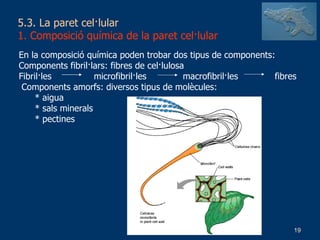 5.3. La paret cel·lular 1. Composició química de la paret cel·lular En la composició química poden trobar dos tipus de components: Components fibril·lars: fibres de cel·lulosa Fibril·les    microfibril·les   macrofibril·les fibres Components amorfs: diversos tipus de molècules: * aigua * sals minerals * pectines 