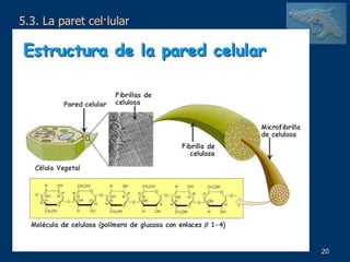 5.3. La paret cel·lular 