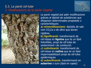 5.3. La paret cel·lular 3. Modificacions de la parte vegetal La paret vegetal pot patir modificacions gràcies al dipòsit de substàncies que afegeixen determinades propietats o característiques: a) mineralitzacions : dipòsits de sals com CO 3 Ca o de sílice que donen rigidesa. b) lignificació : transformació de cel·lulosa en  lignina  que és un lípid hidrofòbic, propi de cèl·lules de sosteniment i de conducció. c) cutinització : transformació de cel·lulosa en  cutina  que és un lípid impermeabilitzant propi de cèl·lules epidèrmiques d) suberificació : transformació en  suberina  o suro (lípid en capes) 