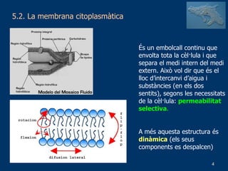 5.2. La membrana citoplasmàtica És un embolcall continu que envolta tota la cèl·lula i que separa el medi intern del medi extern. Això vol dir que és el lloc d’intercanvi d’aigua i substàncies (en els dos sentits), segons les necessitats de la cèl·lula:  permeabilitat selectiva .   A més aquesta estructura és  dinàmica  (els seus components es despalcen) 