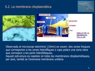 5.2. La membrana citoplasmàtica Observada al microscopi electrònic (10nm) es veuen: dos zones fosques que corresponen a les zones hidrofíliques o caps polars una zona clara que correspon a les parts hidrofòbiques. Aquest estructura es repeteix en totes les membranes citoplasmàtiques, per això, també se l’anomena membrana unitària.  