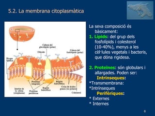 5.2. La membrana citoplasmàtica La seva composició és bàsicament: 1. Lípids : del grup dels fosfolípids i colesterol (10-40%), menys a les cèl·lules vegetals i bacteris, que dóna rigidesa. 2. Proteïnes : són globulars i allargades. Poden ser: Intrínseques : *Transmembrana: *Intrínseques Perifèriques : * Externes * Internes 