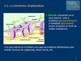 5.2. La membrana citoplasmàtica 3.  Glúcids : únicament en la cara exterior, units a proteïnes ( glucoproteïnes ) o a fosfolípids ( glucolípids ). Donen protecció en front de moltes substàncies. A la cara interna ja hi trobem una capa de proteïnes filamentoses que tindràn funcions de subjeccióp, donar forma, etc. 