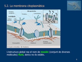 5.2. La membrana citoplasmàtica L’estructura global rep el nom de  mosàic  (conjunt de diverses molècules)  fluid , doncs no és estàtic. 