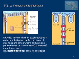 5.2. La membrana citoplasmàtica Entre les cèl·lules hi ha un espai intercel·lular on hi ha substàncies que fan de ciment. A més hi ha una sèrie d’unions cel·lulars que permeten una certa comunicació o interacció entre les cèl·lules: a) Interdigitacions :  contacte encadellat 