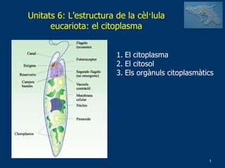 Unitats 6: L’estructura de la cèl·lula eucariota: el citoplasma ,[object Object],[object Object],[object Object]