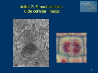 Unitat 7: El nucli cel·lular.  Cicle cel·lular i mitosi 