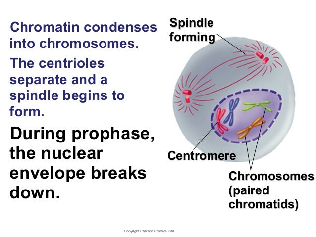 What happens to the centrioles during mitosis?