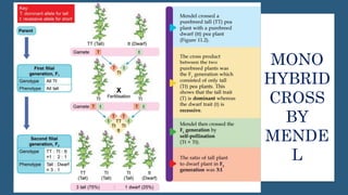 MONO
HYBRID
CROSS
BY
MENDE
L
 