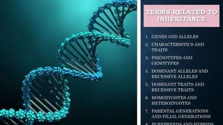 TERMS RELATED TO
INHERITANCE
1. GENES AND ALLELES
2. CHARACTERISTICS AND
TRAITS
3. PHENOTYPES AND
GENOTYPES
4. DOMINANT ALLELES AND
RECESSIVE ALLELES
5. DOMINANT TRAITS AND
RECESSIVE TRAITS
6. HOMOZYGOTES AND
HETEROZYGOTES
7. PARENTAL GENERATIONS
AND FILIAL GENERATIONS
 