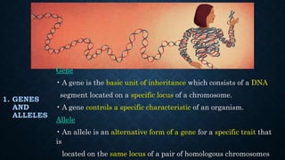 1. GENES
AND
ALLELES
Gene
• A gene is the basic unit of inheritance which consists of a DNA
segment located on a specific locus of a chromosome.
• A gene controls a specific characteristic of an organism.
Allele
• An allele is an alternative form of a gene for a specific trait that
is
located on the same locus of a pair of homologous chromosomes
 