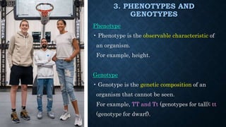 3. PHENOTYPES AND
GENOTYPES
Phenotype
• Phenotype is the observable characteristic of
an organism.
For example, height.
Genotype
• Genotype is the genetic composition of an
organism that cannot be seen.
For example, TT and Tt (genotypes for tall); tt
(genotype for dwarf).
 
