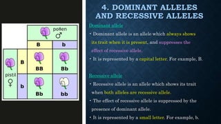 4. DOMINANT ALLELES
AND RECESSIVE ALLELES
Dominant allele
• Dominant allele is an allele which always shows
its trait when it is present, and suppresses the
effect of recessive allele.
• It is represented by a capital letter. For example, B.
Recessive allele
• Recessive allele is an allele which shows its trait
when both alleles are recessive allele.
• The effect of recessive allele is suppressed by the
presence of dominant allele.
• It is represented by a small letter. For example, b.
 