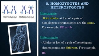 6. HOMOZYGOTES AND
HETEROZYGOTES
Homozygote
• Both alleles at loci of a pair of
homologous chromosomes are the same.
For example, BB or bb.
Heterozygote
• Alleles at loci of a pair of homologous
chromosomes are different. For example,
Bb.
 