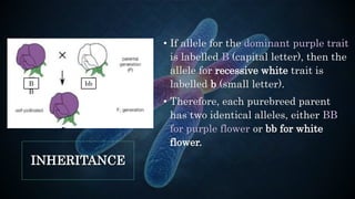 INHERITANCE
• If allele for the dominant purple trait
is labelled B (capital letter), then the
allele for recessive white trait is
labelled b (small letter).
• Therefore, each purebreed parent
has two identical alleles, either BB
for purple flower or bb for white
flower.
B
B
bb
 