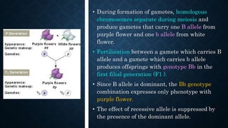• During formation of gametes, homologous
chromosomes separate during meiosis and
produce gametes that carry one B allele from
purple flower and one b allele from white
flower.
• Fertilisation between a gamete which carries B
allele and a gamete which carries b allele
produces offsprings with genotype Bb in the
first filial generation (F1 ).
• Since B allele is dominant, the Bb genotype
combination expresses only phenotype with
purple flower.
• The effect of recessive allele is suppressed by
the presence of the dominant allele.
 