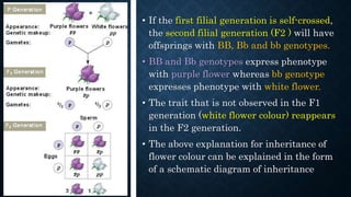 • If the first filial generation is self-crossed,
the second filial generation (F2 ) will have
offsprings with BB, Bb and bb genotypes.
• BB and Bb genotypes express phenotype
with purple flower whereas bb genotype
expresses phenotype with white flower.
• The trait that is not observed in the F1
generation (white flower colour) reappears
in the F2 generation.
• The above explanation for inheritance of
flower colour can be explained in the form
of a schematic diagram of inheritance
 