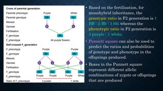 • Based on the fertilisation, for
monohybrid inheritance, the
genotypic ratio in F2 generation is 1
BB : 2 Bb : 1 bb; whereas the
phenotypic ratio in F2 generation is
3 purple : 1 white.
• Punnett square can also be used to
predict the ratios and probabilities
of genotype and phenotype in the
offsprings produced.
• Boxes in the Punnett square
represent different allelic
combinations of zygote or offsprings
that are produced
 