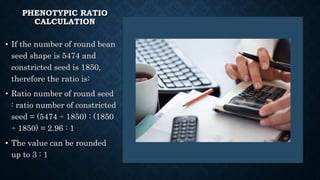 PHENOTYPIC RATIO
CALCULATION
• If the number of round bean
seed shape is 5474 and
constricted seed is 1850,
therefore the ratio is:
• Ratio number of round seed
: ratio number of constricted
seed = (5474 ÷ 1850) : (1850
÷ 1850) = 2.96 : 1
• The value can be rounded
up to 3 : 1
 