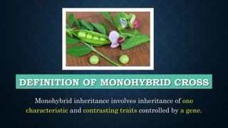 DEFINITION OF MONOHYBRID CROSS
Monohybrid inheritance involves inheritance of one
characteristic and contrasting traits controlled by a gene.
 