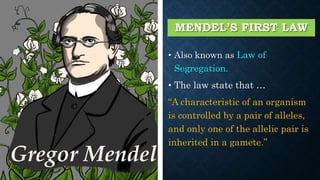 MENDEL’S FIRST LAW
• Also known as Law of
Segregation.
• The law state that …
“A characteristic of an organism
is controlled by a pair of alleles,
and only one of the allelic pair is
inherited in a gamete.”
 