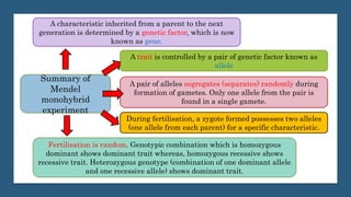 Summary of
Mendel
monohybrid
experiment
A characteristic inherited from a parent to the next
generation is determined by a genetic factor, which is now
known as gene.
A trait is controlled by a pair of genetic factor known as
allele
A pair of alleles segregates (separates) randomly during
formation of gametes. Only one allele from the pair is
found in a single gamete.
During fertilisation, a zygote formed possesses two alleles
(one allele from each parent) for a specific characteristic.
Fertilisation is random. Genotypic combination which is homozygous
dominant shows dominant trait whereas, homozygous recessive shows
recessive trait. Heterozygous genotype (combination of one dominant allele
and one recessive allele) shows dominant trait.
 