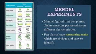 MENDEL
EXPERIMENTS
• Mendel figured that pea plants,
Pisum sativum, possessed seven
different characteristics.
• Pea plants have contrasting traits
which are obvious and easy to
identify
 
