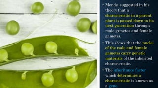• Mendel suggested in his
theory that a
characteristic in a parent
plant is passed down to its
next generation through
male gametes and female
gametes.
• This shows that the nuclei
of the male and female
gametes carry genetic
materials of the inherited
characteristic.
• The inheritance factor
which determines a
characteristic is known as
a gene.
 