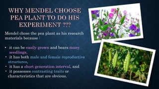 Mendel chose the pea plant as his research
materials because :
• it can be easily grown and bears many
seedlings,
• it has both male and female reproductive
structures,
• it has a short generation interval, and
• it possesses contrasting traits or
characteristics that are obvious.
 